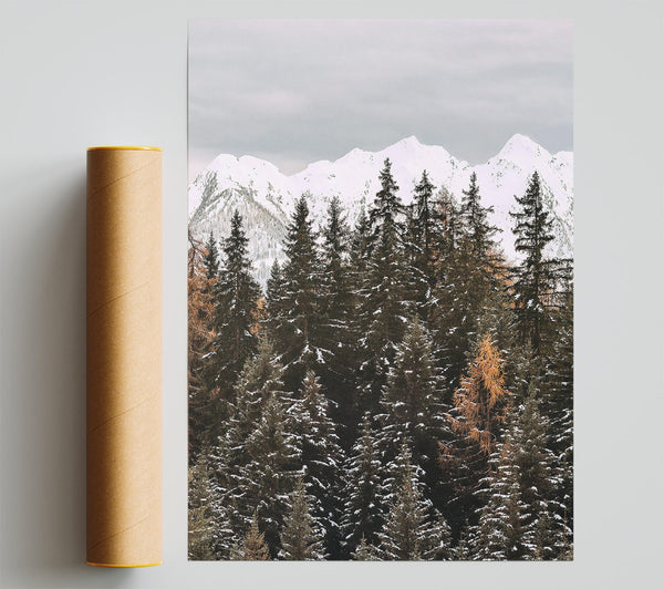 White & Green Pine Forest Giclee Print