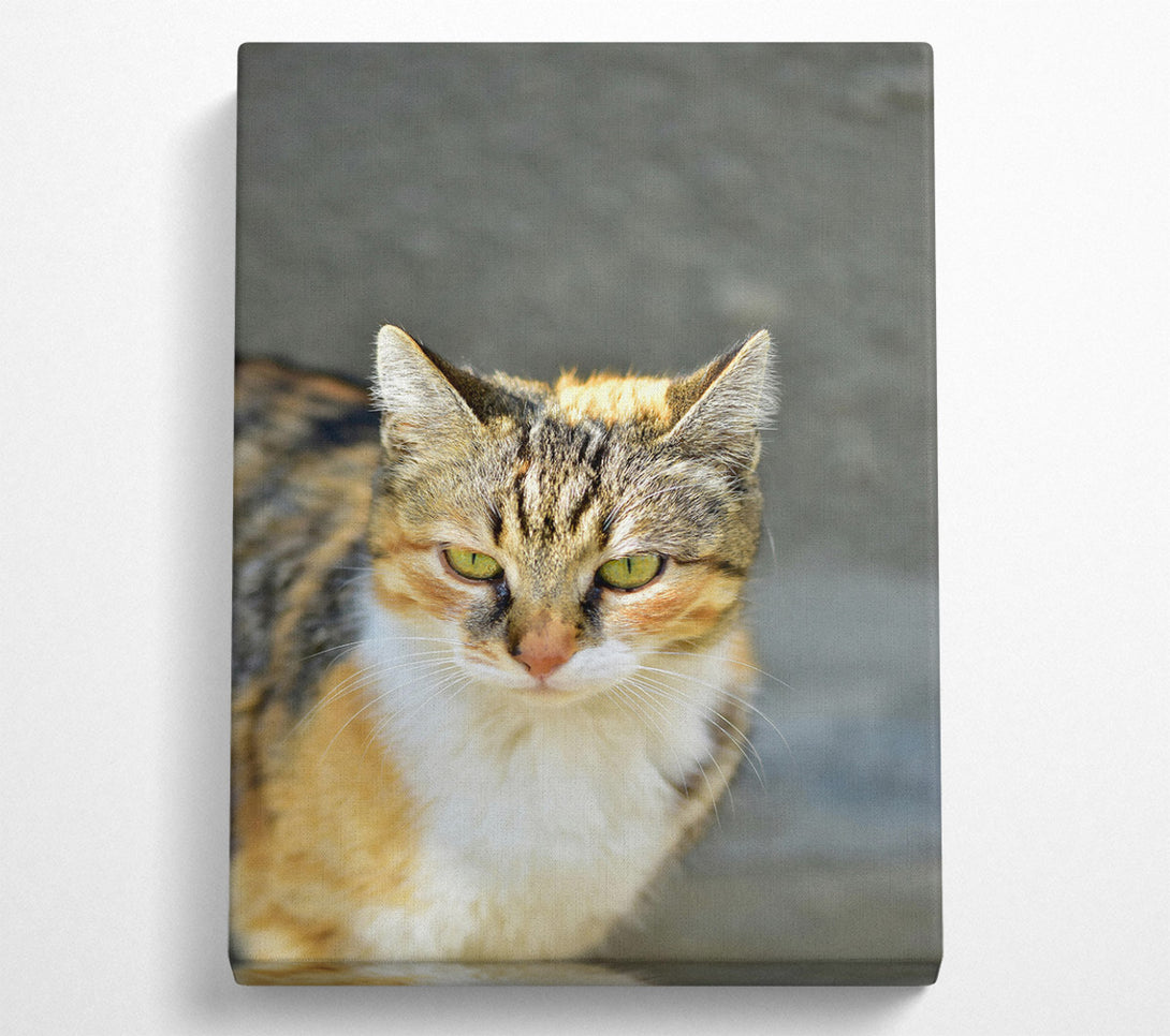  A Canvas Print of Golden Tabby Gaze Canvas Wall Art
