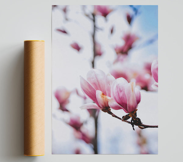Pink Magnolia Bloom Giclee Print