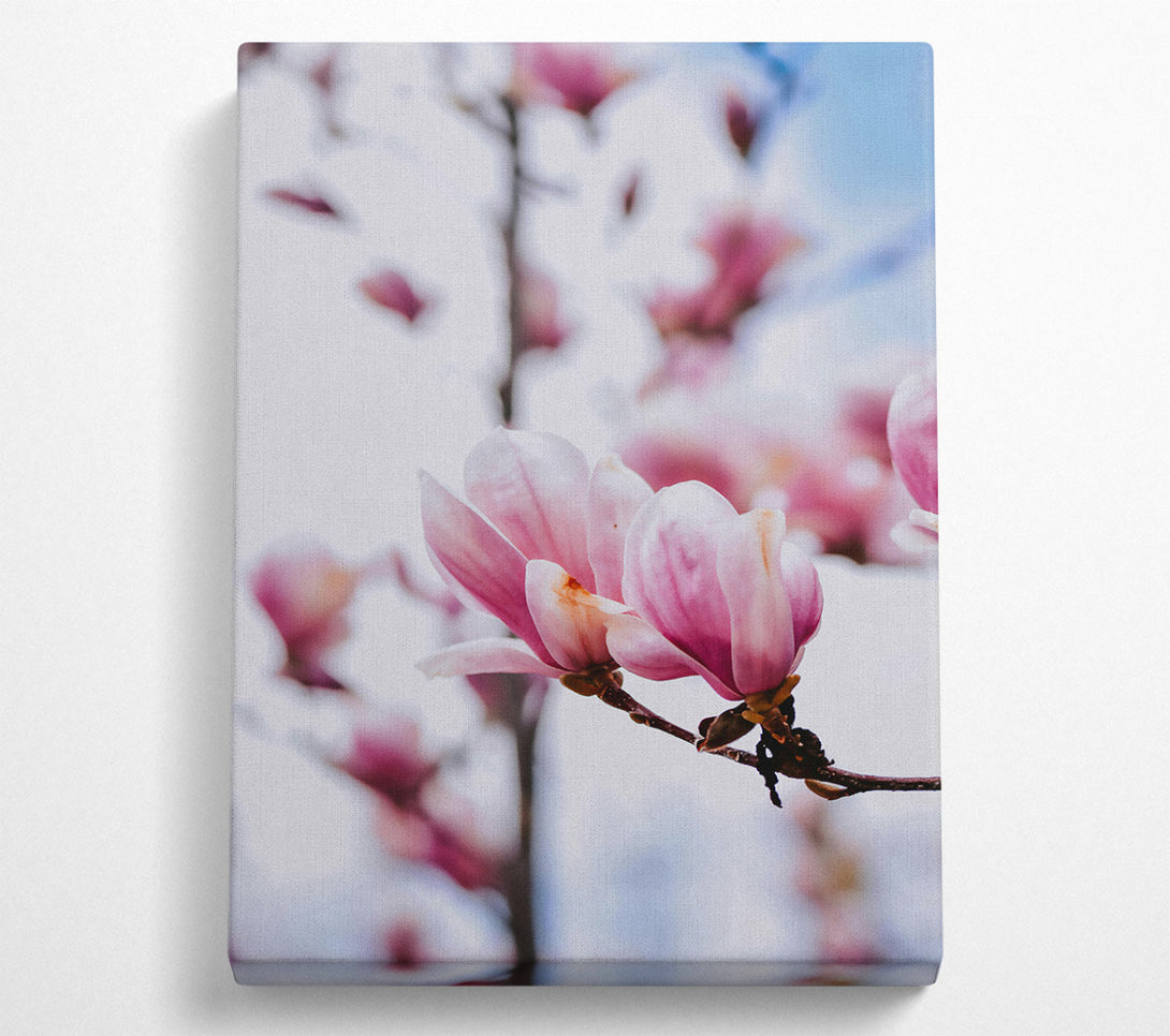  A Canvas Print of Pink Magnolia Bloom Canvas Art