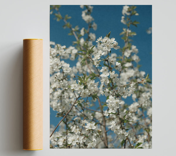 White Blossoms Against Blue Poster