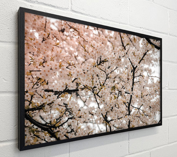 Peach Blossom Burst