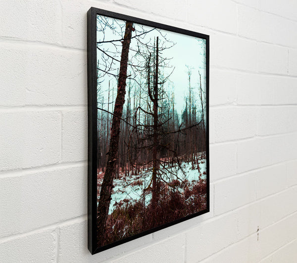 Blue Winter Forest
