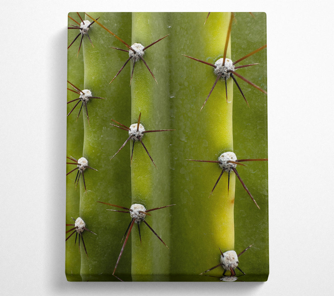  A Canvas Print of Green Cactus Spines Canvas Print