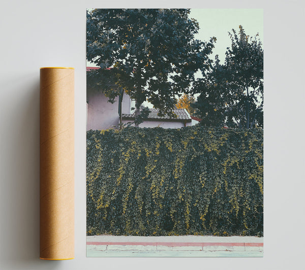 Green Ivy Wall Print