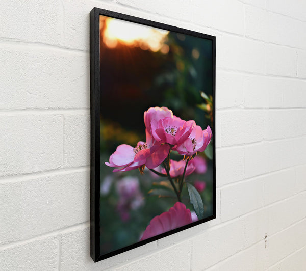 Pink Sunset Blooms