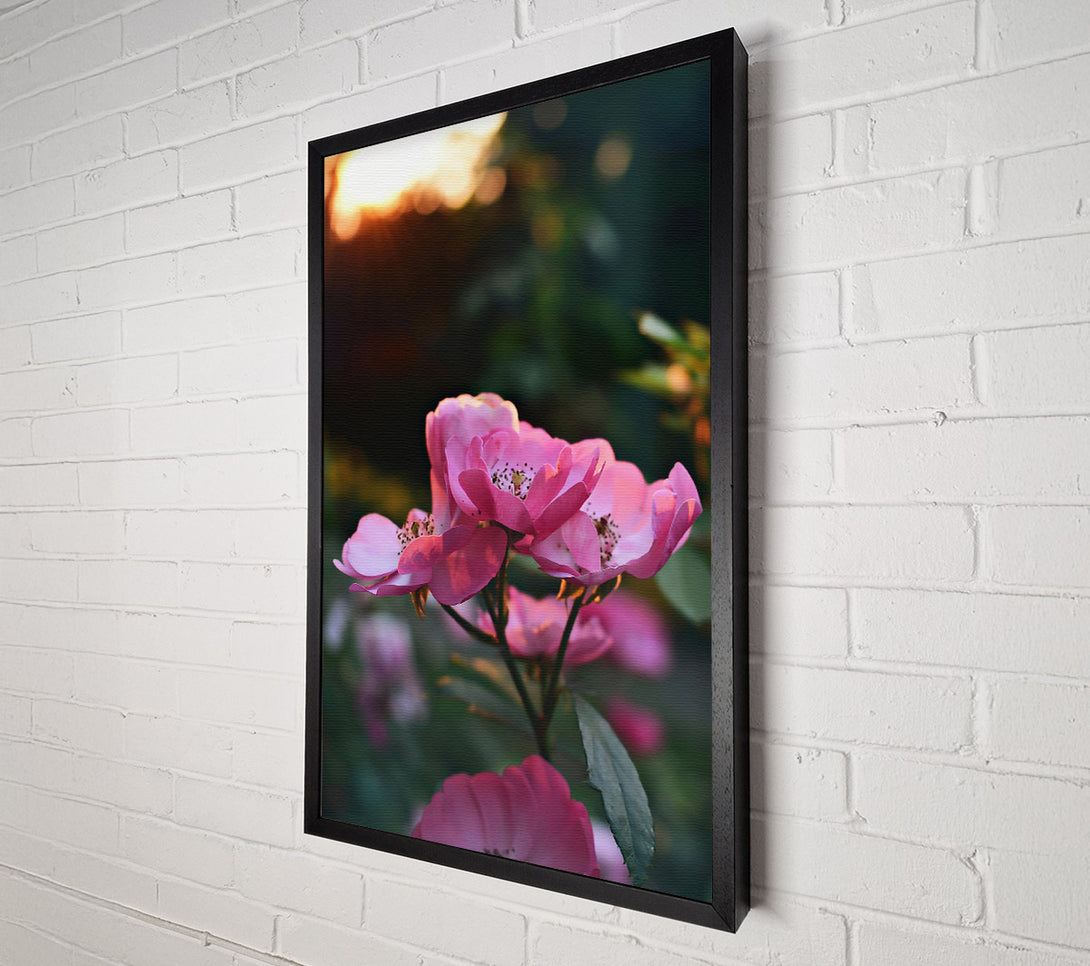  A Canvas Print of Pink Sunset Blooms Canvas Print