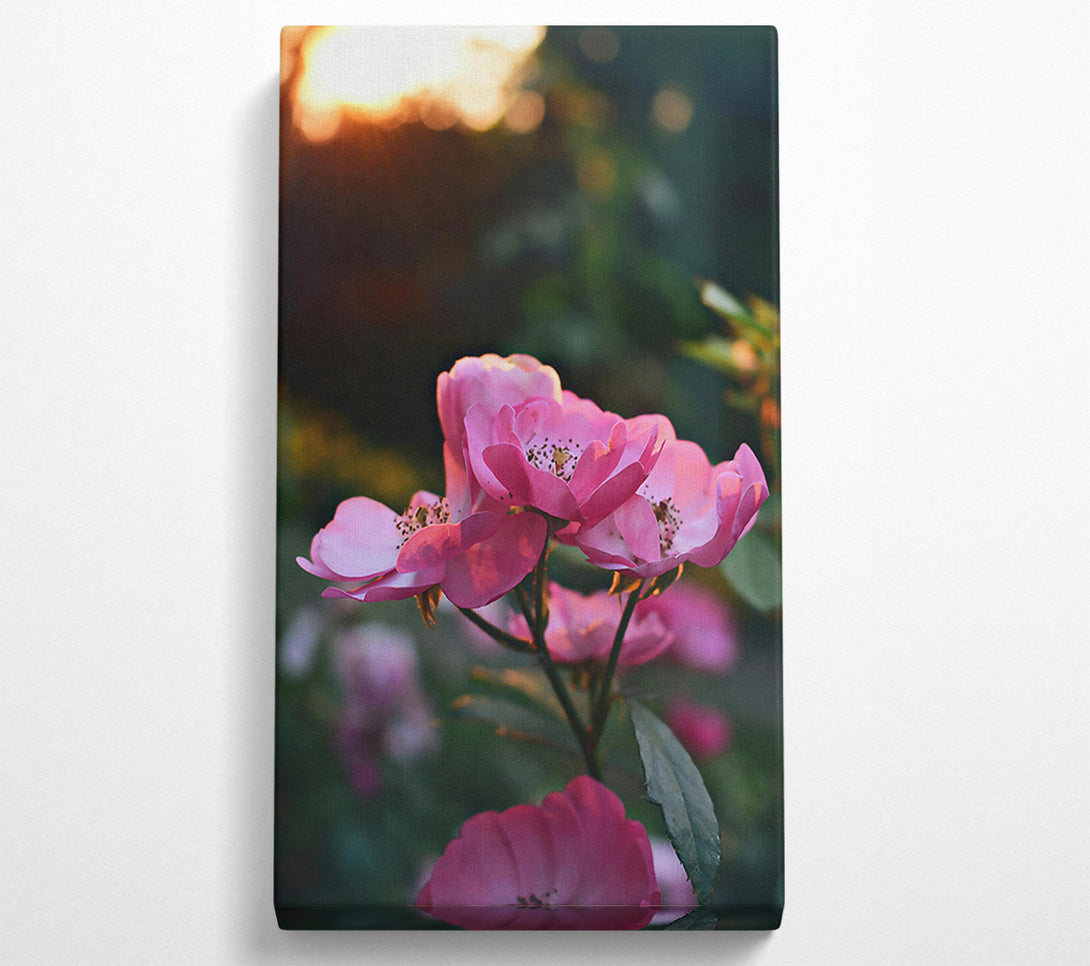  A Canvas Print of Pink Sunset Blooms Canvas Print