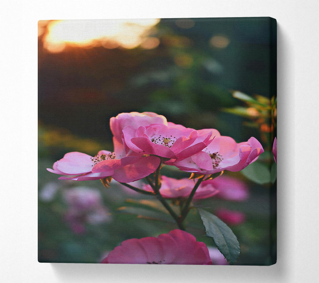  A Canvas Print of Pink Sunset Blooms Canvas Print