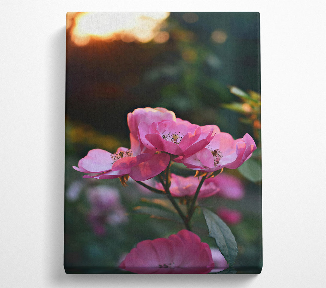  A Canvas Print of Pink Sunset Blooms Canvas Print