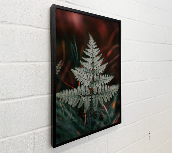 Silver Fern In Red Light