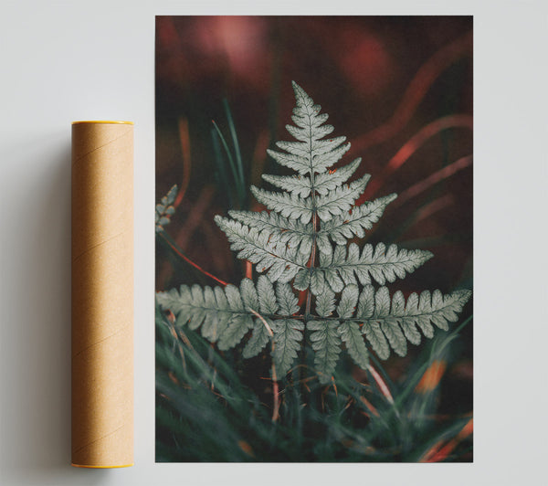 Silver Fern In Red Light Poster