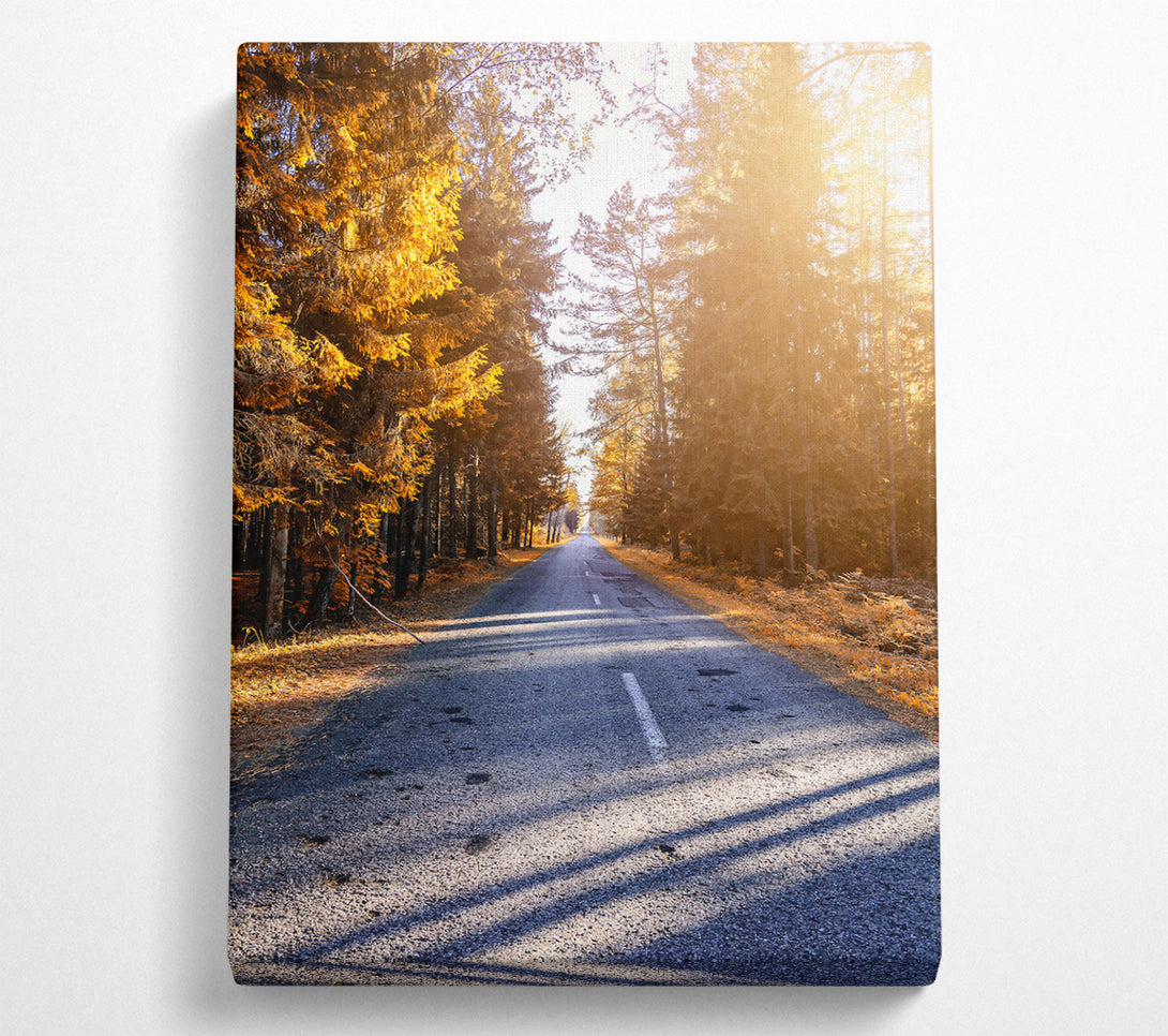  A Canvas Print of Golden Road Through Trees Canvas Print