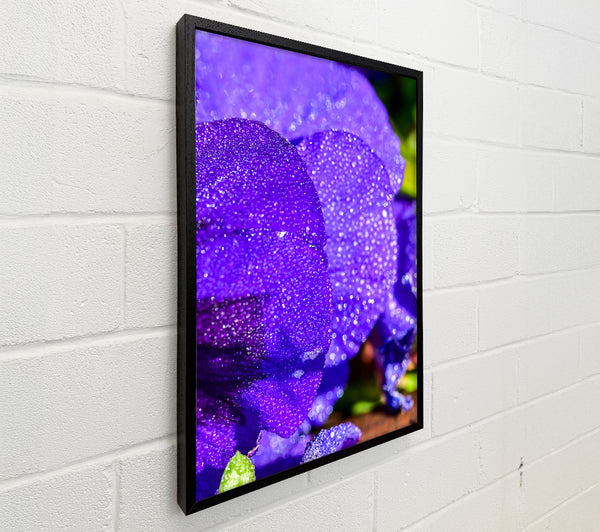 Purple Dewdrop Bloom