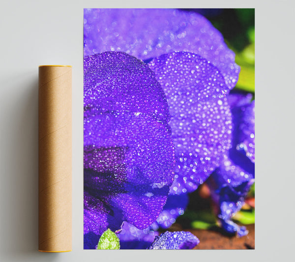 Purple Dewdrop Bloom Print