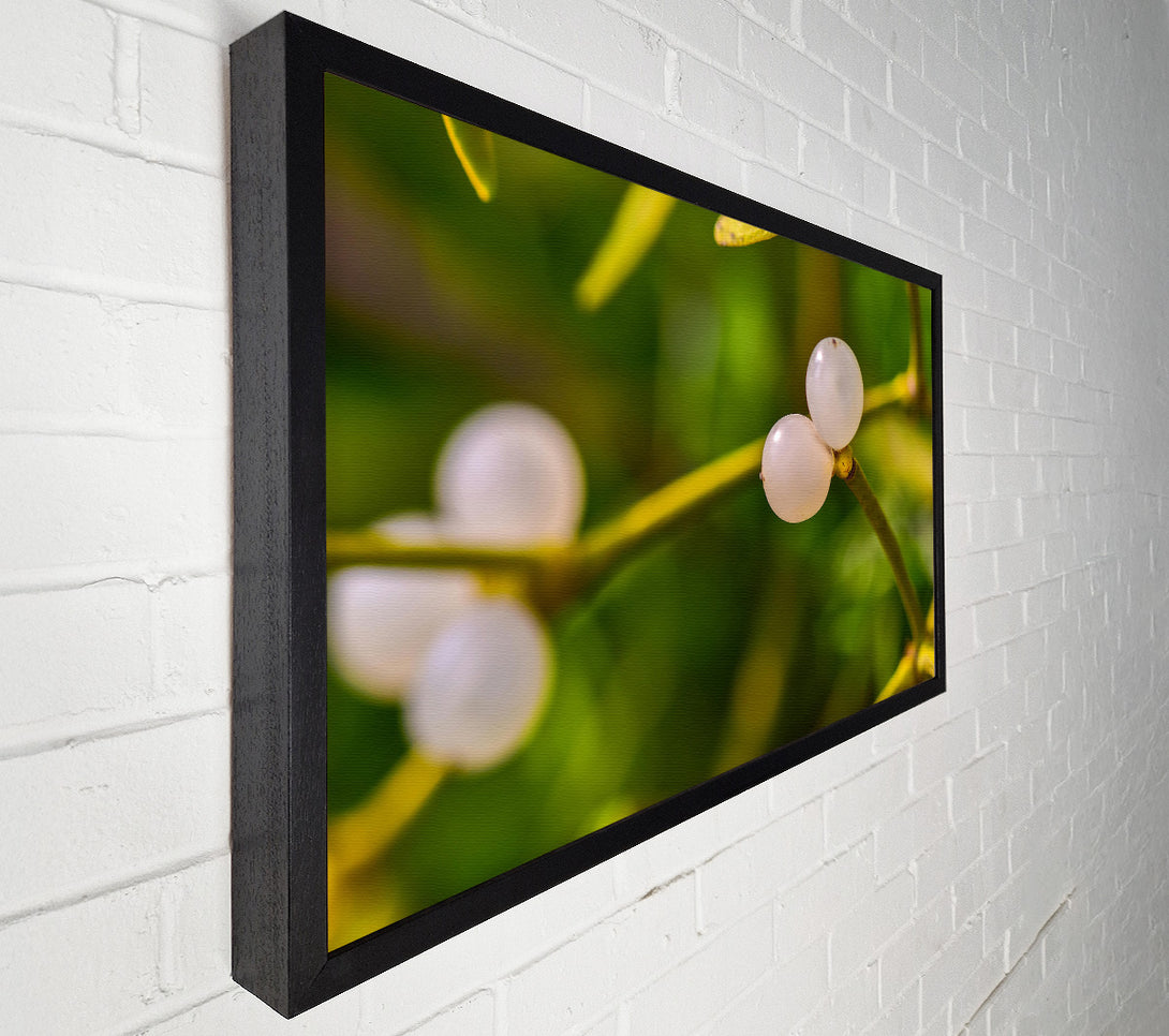 A Canvas Print of Green Mistletoe Berries Canvas Print
