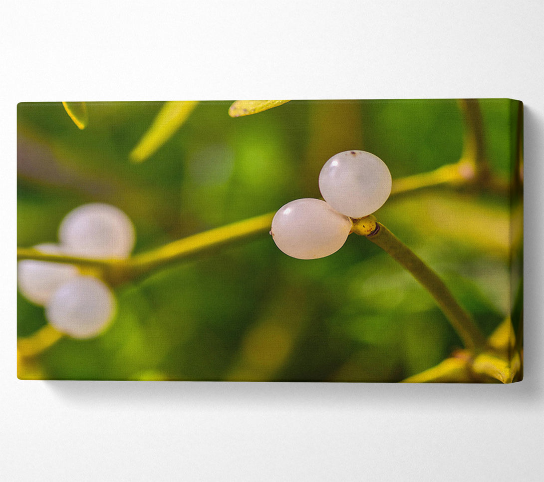  A Canvas Print of Green Mistletoe Berries Canvas Print