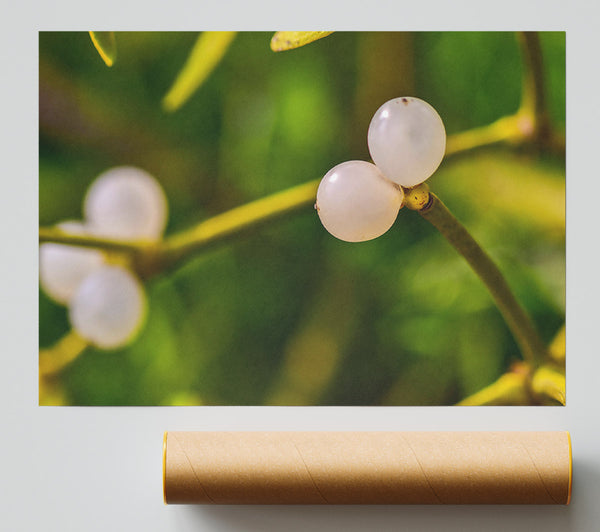 Green Mistletoe Berries Print