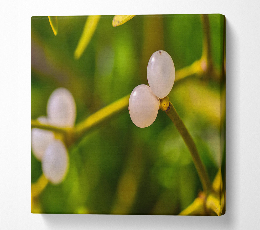  A Canvas Print of Green Mistletoe Berries Canvas Print