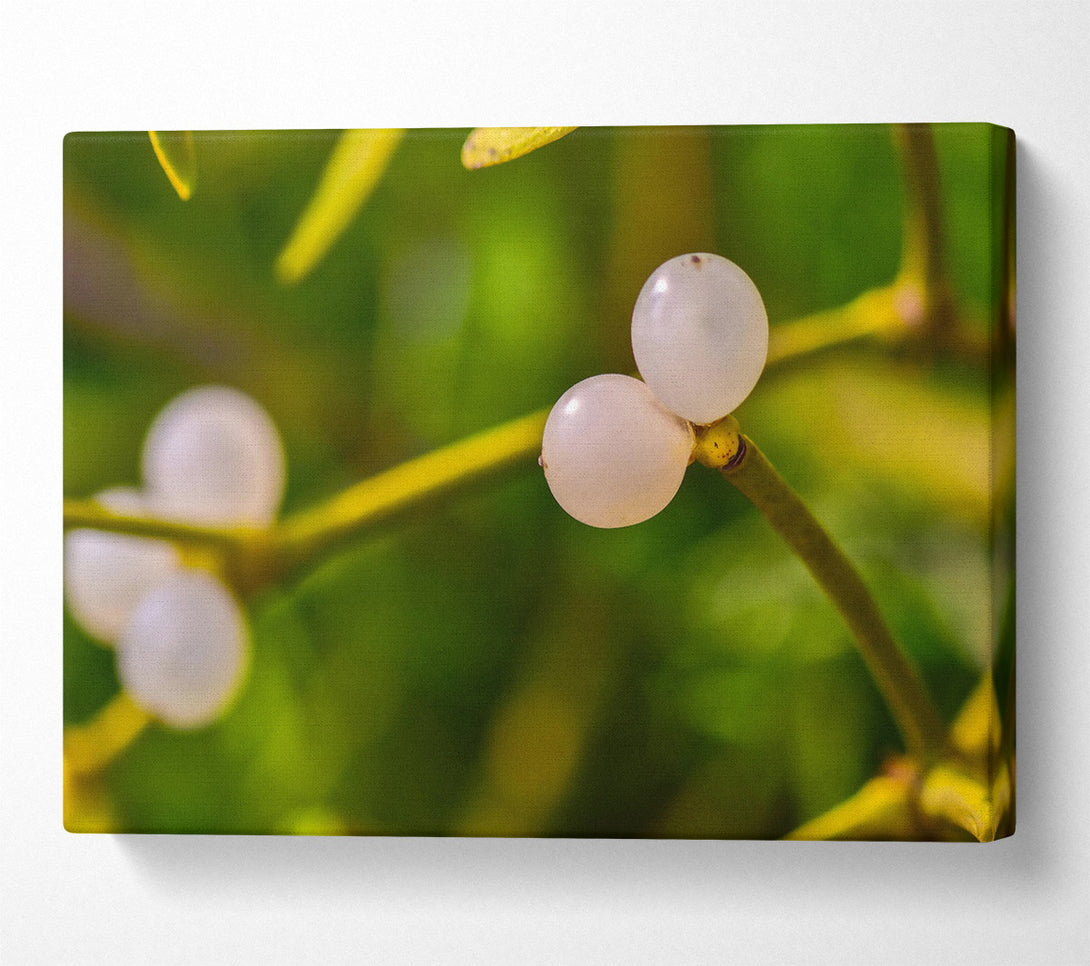  A Canvas Print of Green Mistletoe Berries Canvas Print