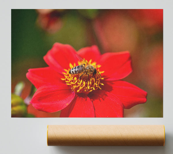 Crimson Bee'S Bloom Print