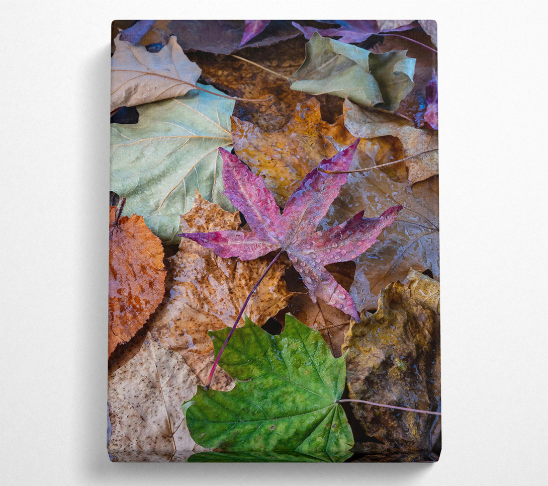  A Canvas Print of Crimson Autumn Leaves Canvas Wall Art