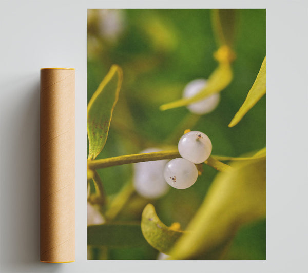 Golden Mistletoe Berries Poster