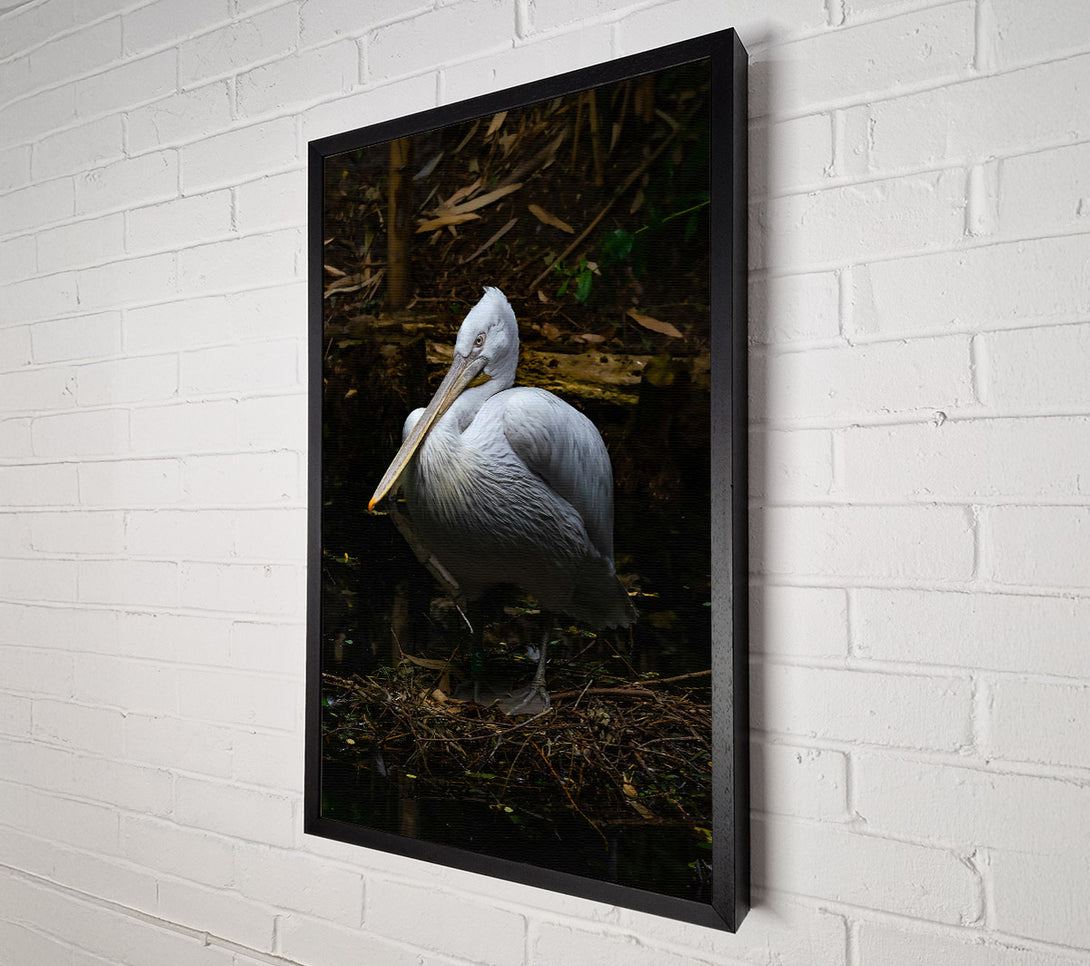  A Canvas Print of White Pelican Resting Canvas Art