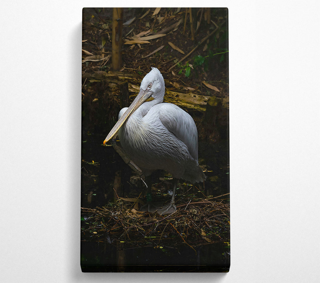  A Canvas Print of White Pelican Resting Canvas Art
