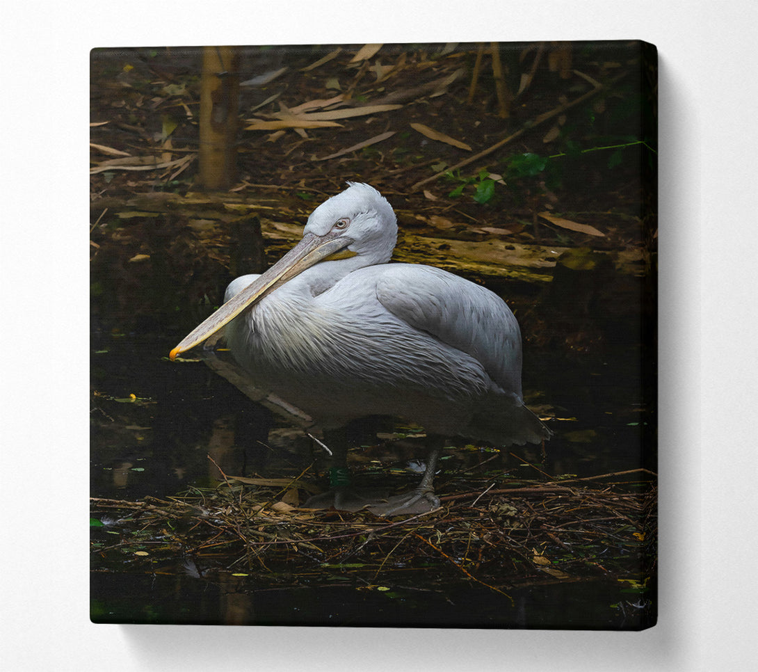  A Canvas Print of White Pelican Resting Canvas Art