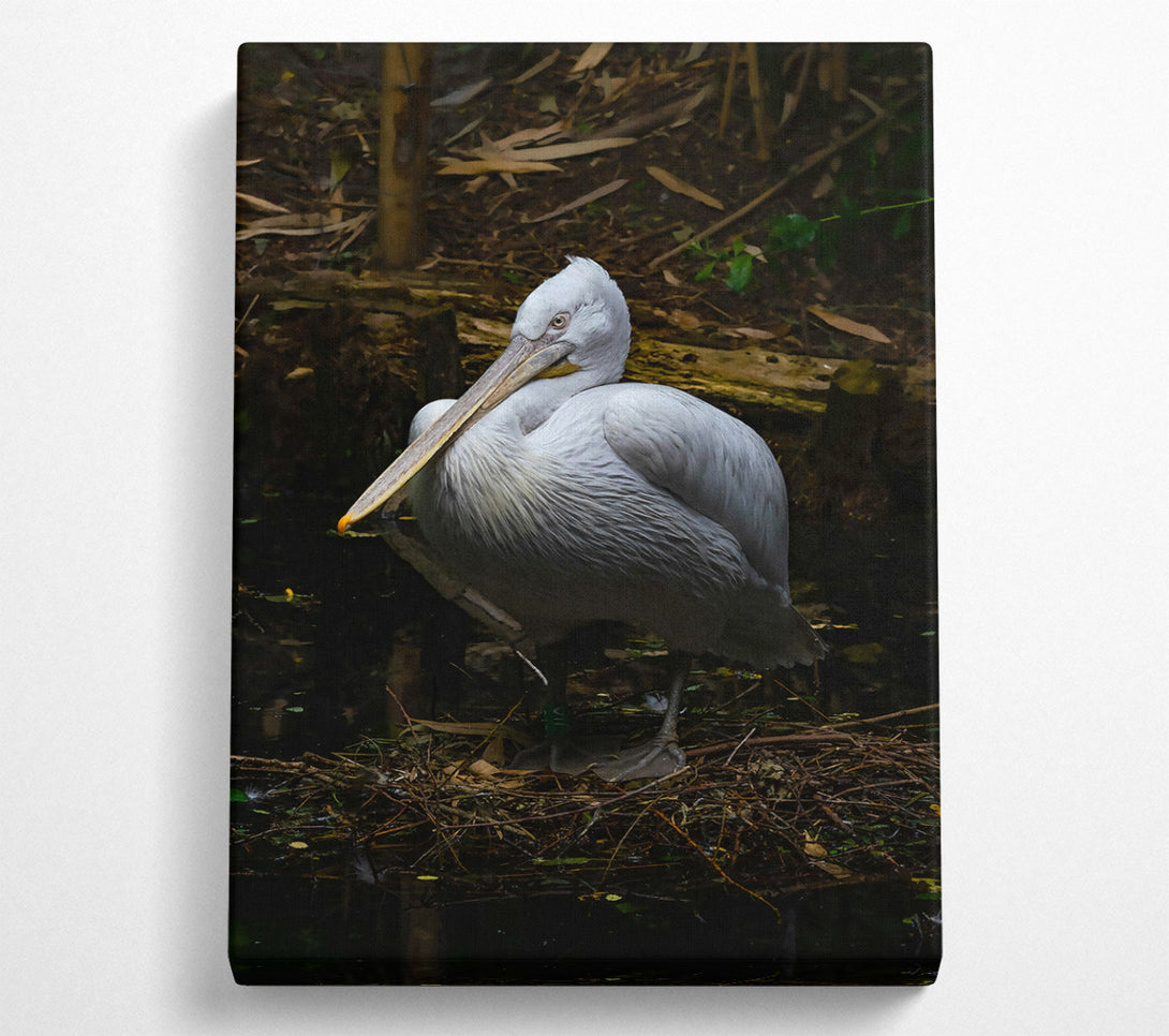  A Canvas Print of White Pelican Resting Canvas Art