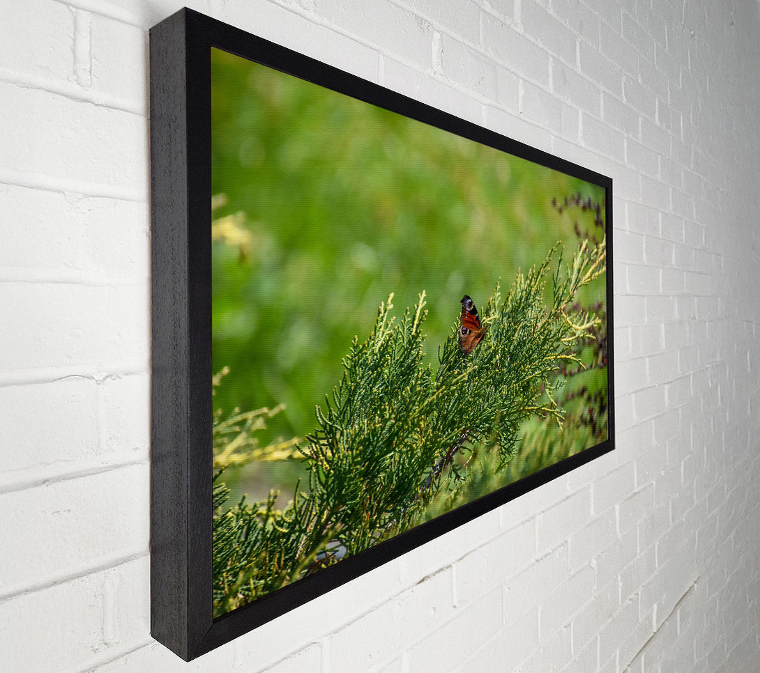  A Canvas Print of Emerald Butterfly Resting Canvas Wall Art