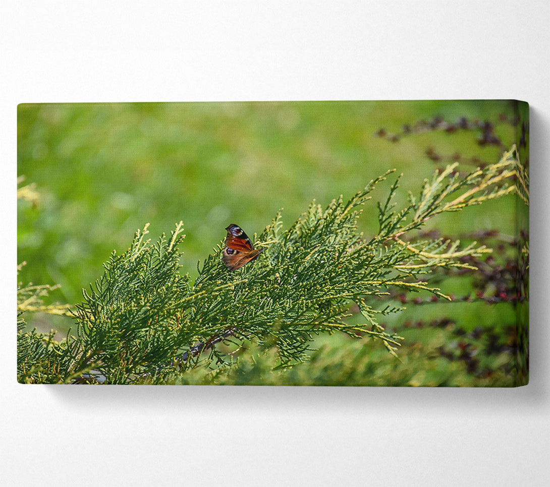  A Canvas Print of Emerald Butterfly Resting Canvas Wall Art