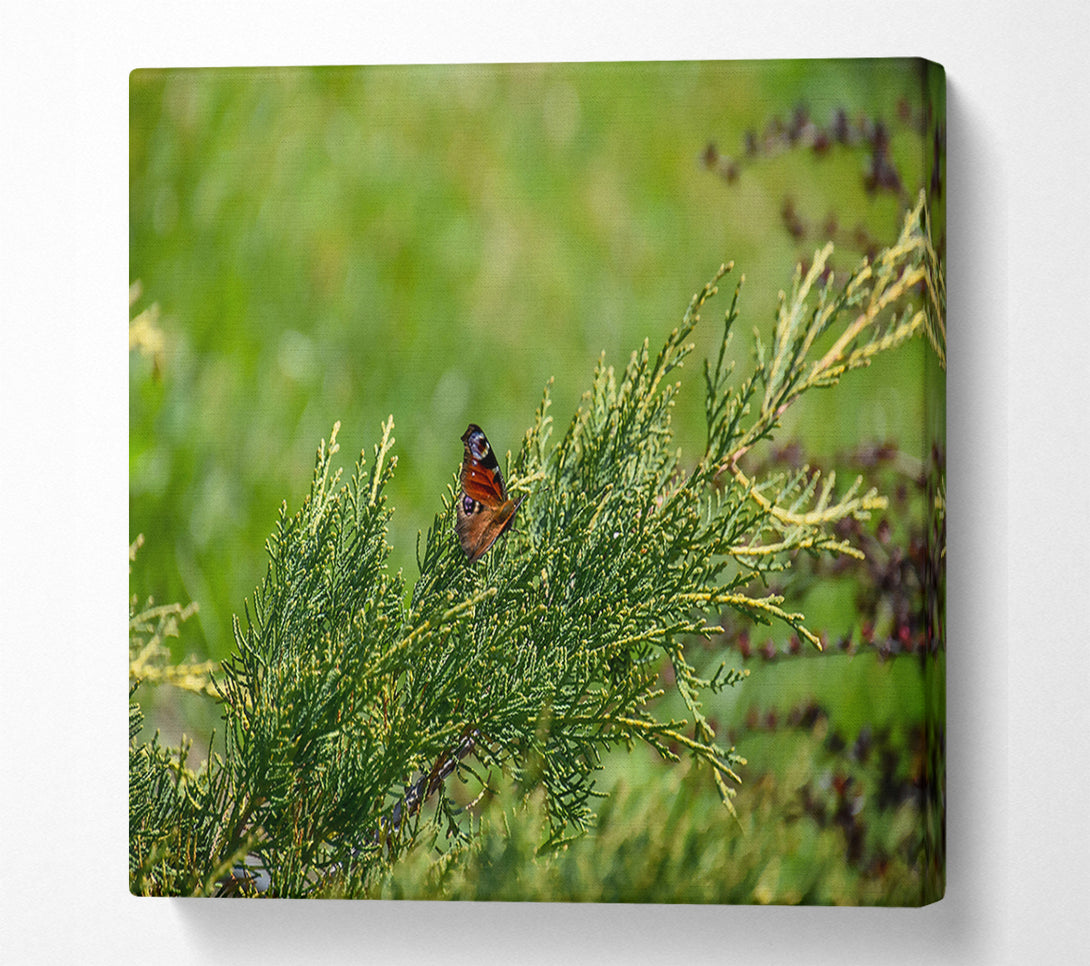  A Canvas Print of Emerald Butterfly Resting Canvas Wall Art