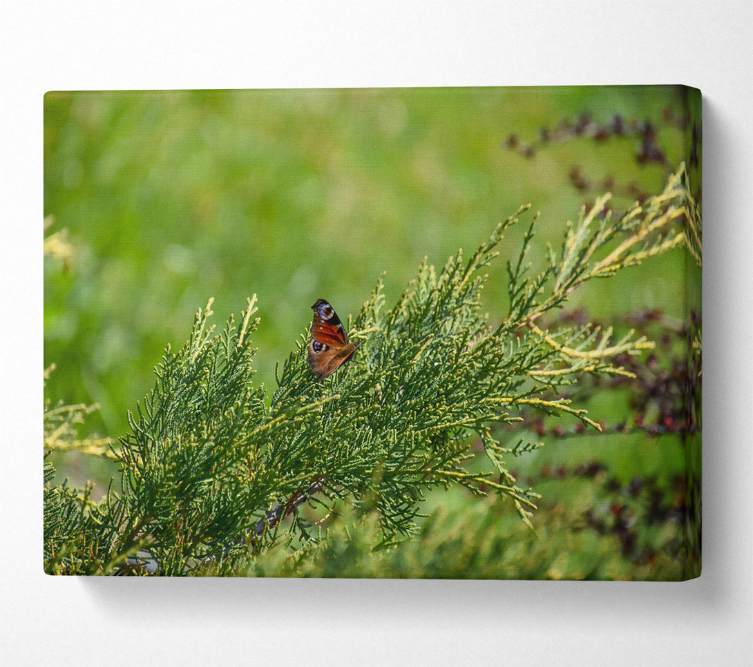  A Canvas Print of Emerald Butterfly Resting Canvas Wall Art