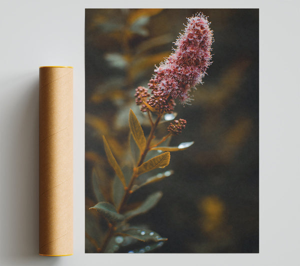 Golden Light Pink Bloom Poster