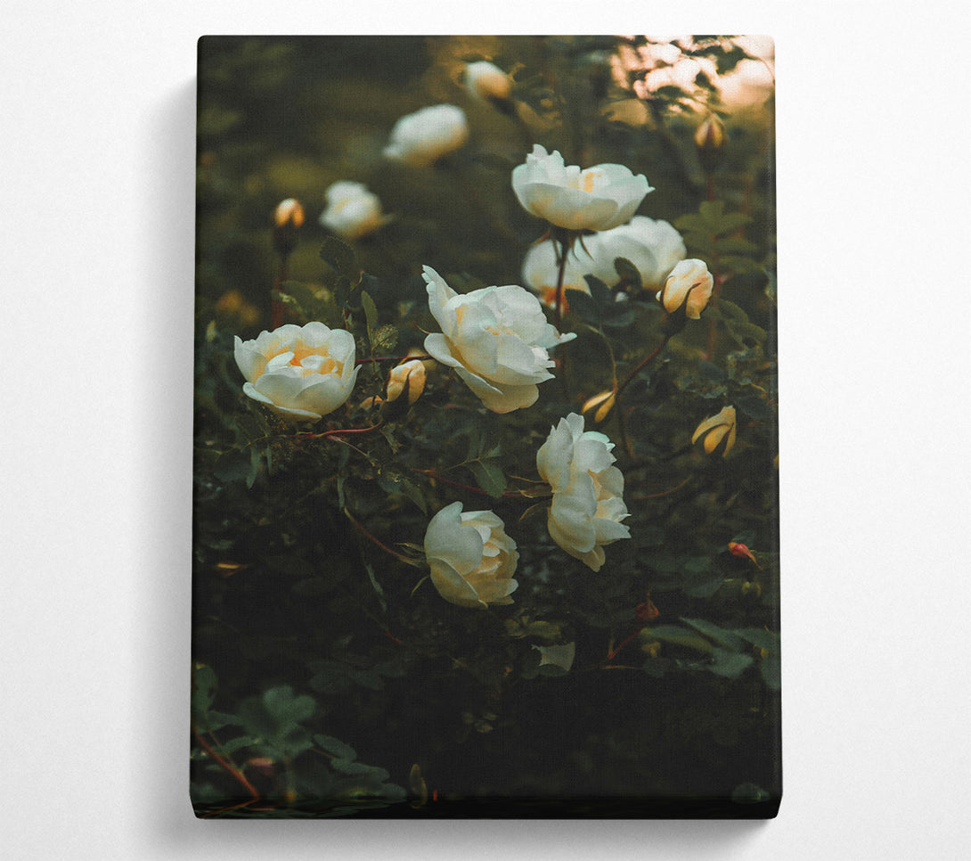  A Canvas Print of Creamy White Blooms Canvas Print