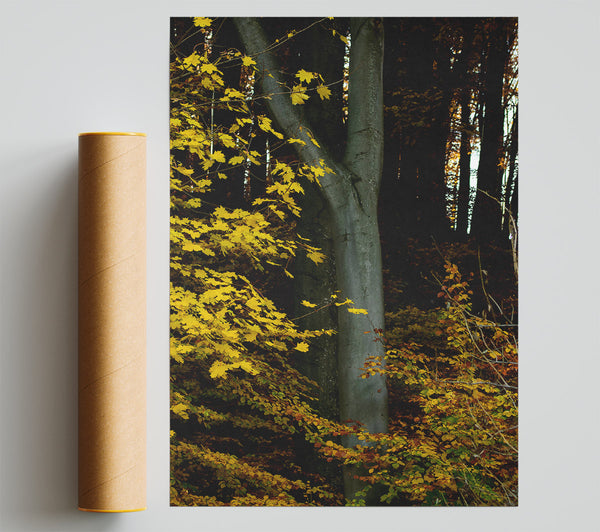 Golden Forest Embrace Print