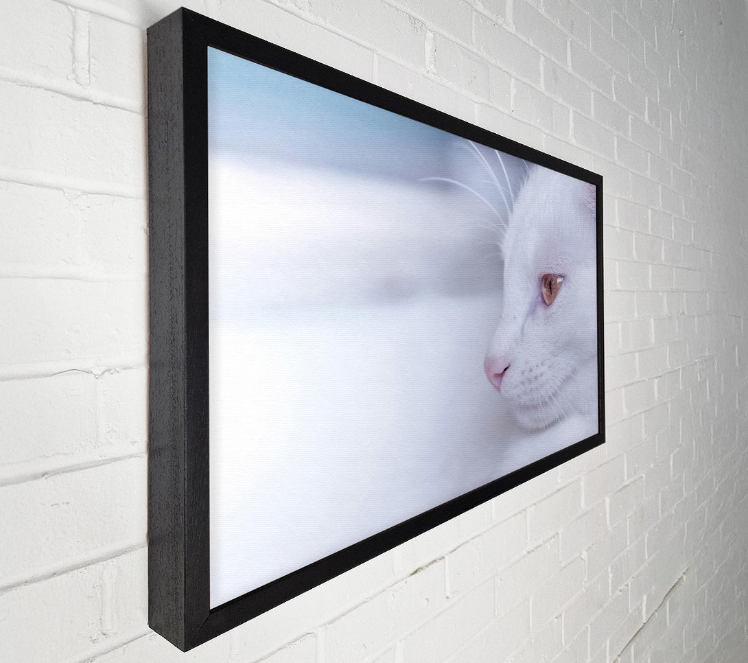  A Canvas Print of White Fur & Gold Eye Canvas Art