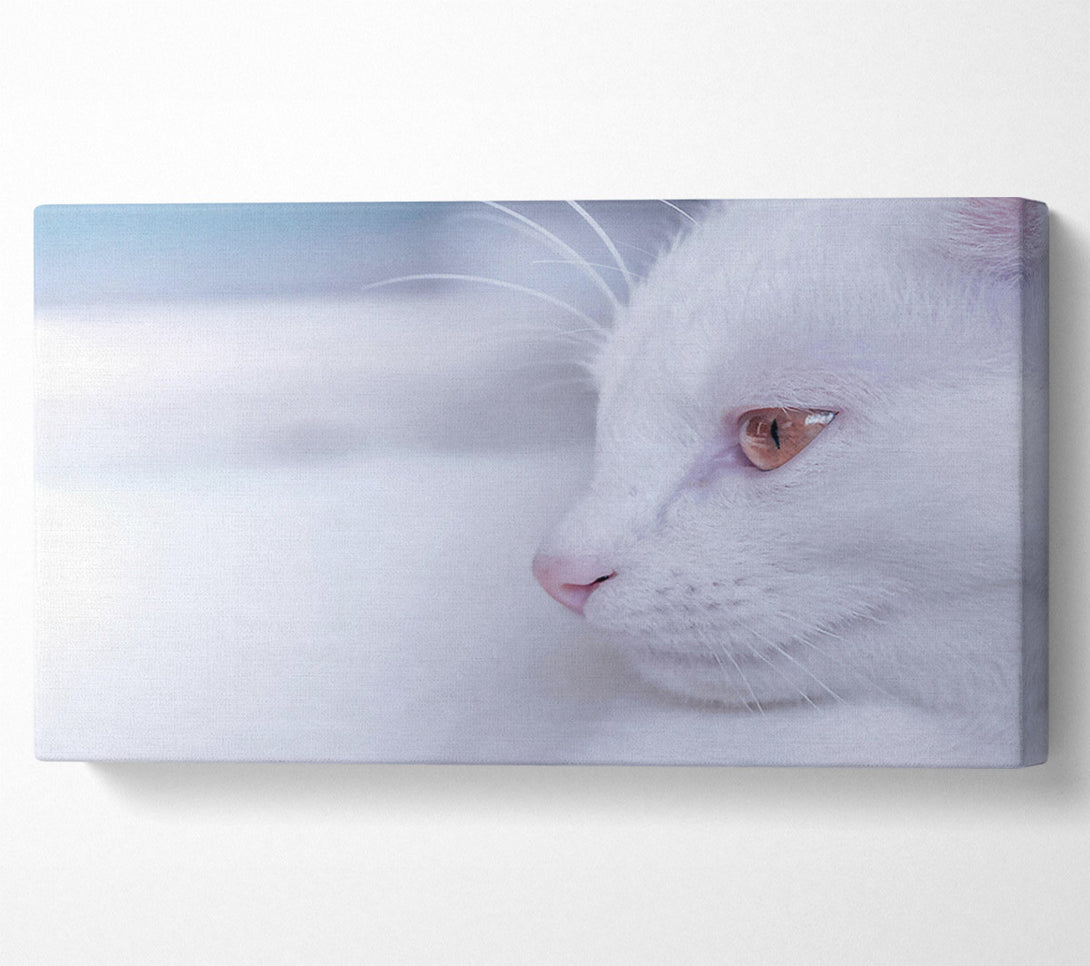  A Canvas Print of White Fur & Gold Eye Canvas Art