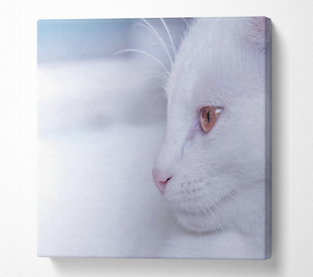  A Canvas Print of White Fur & Gold Eye Canvas Art