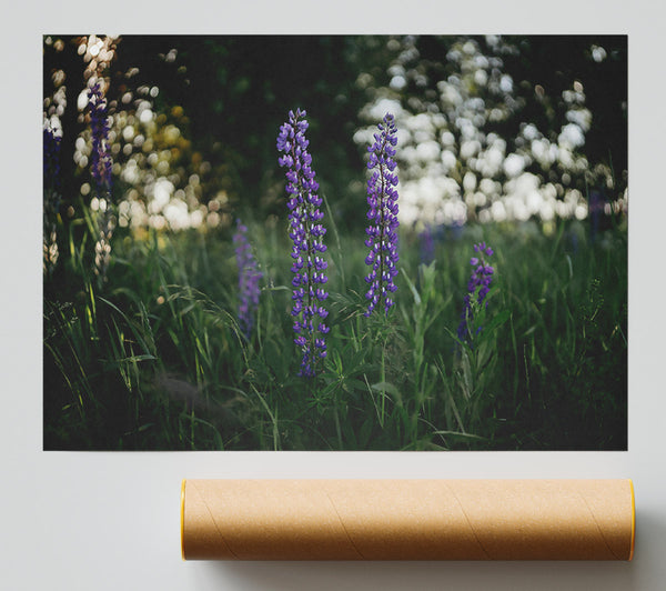 Purple Blooms In The Field Giclee Print