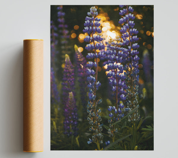 Purple Sunlit Blooms Giclee Print