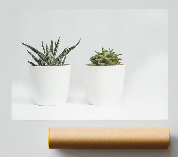 Green Succulents In White Pots Print