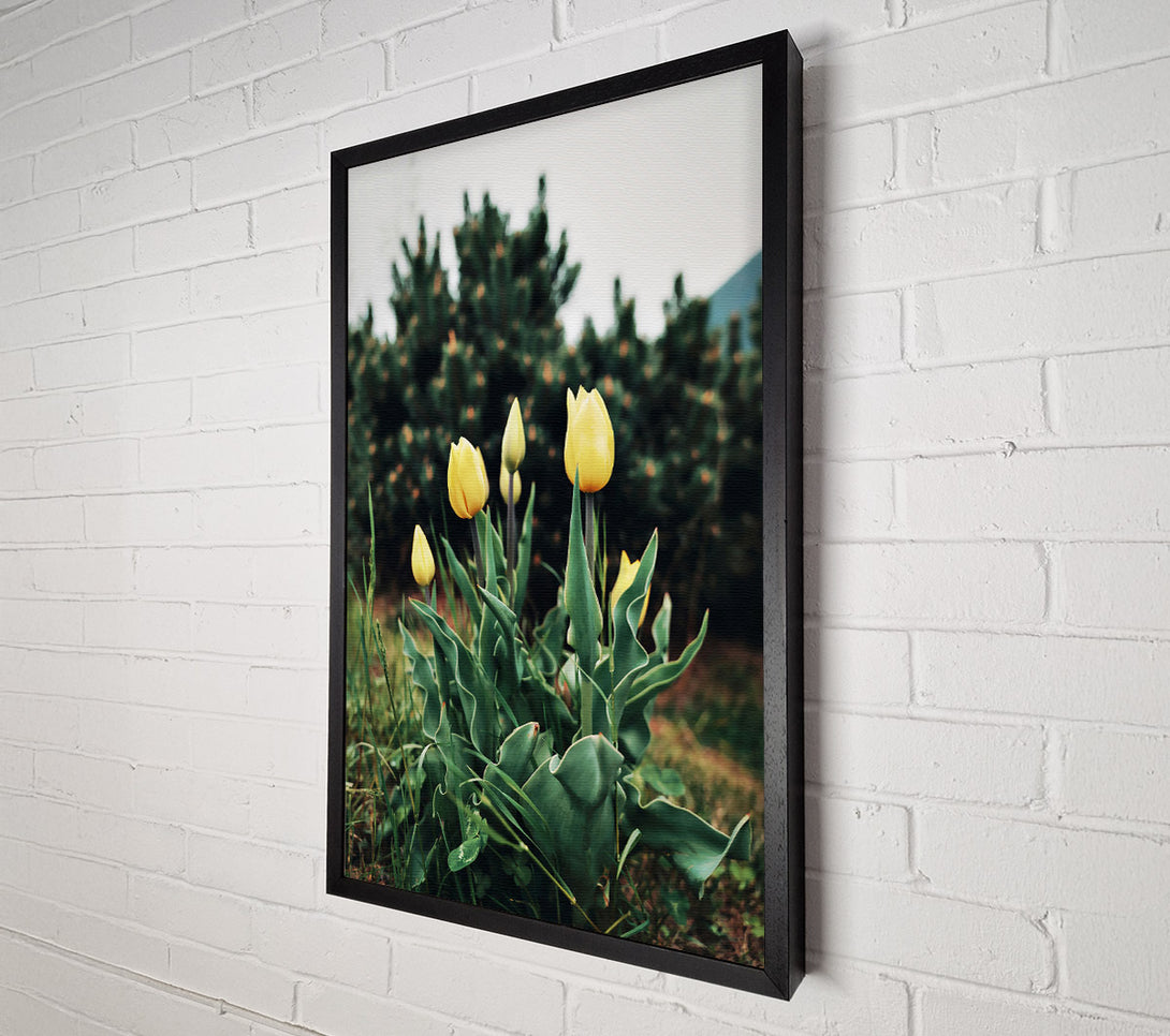  A Canvas Print of Golden Tulips Unfurling Canvas Wall Art
