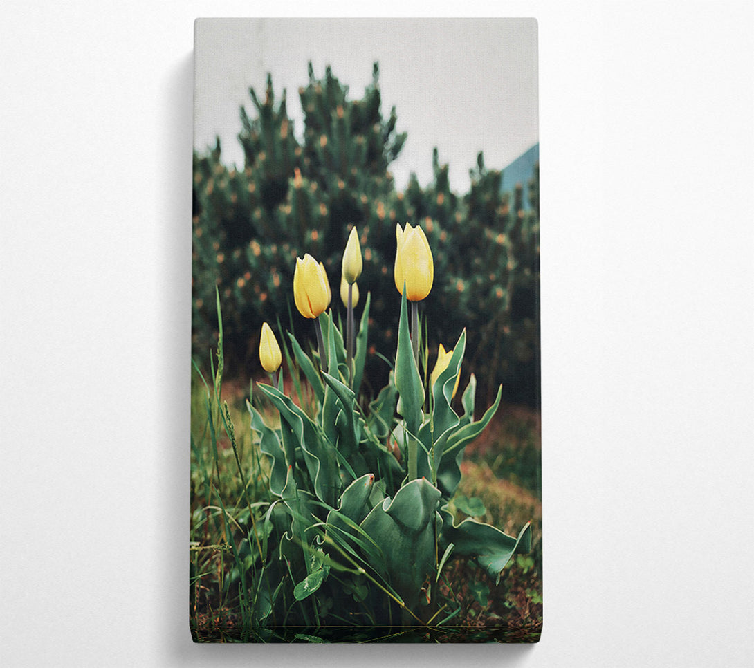  A Canvas Print of Golden Tulips Unfurling Canvas Wall Art