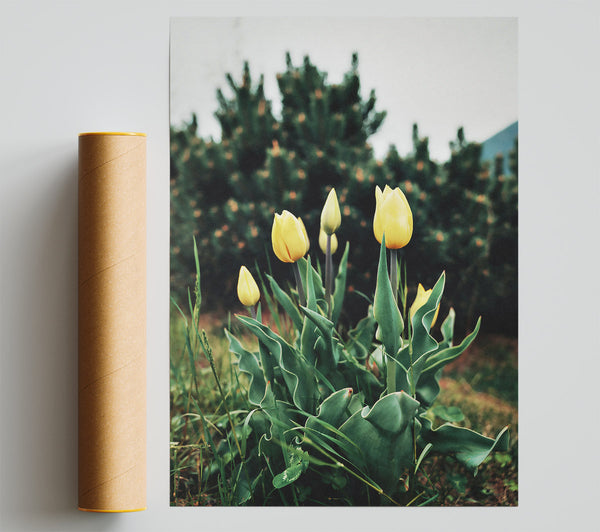 Golden Tulips Unfurling Print