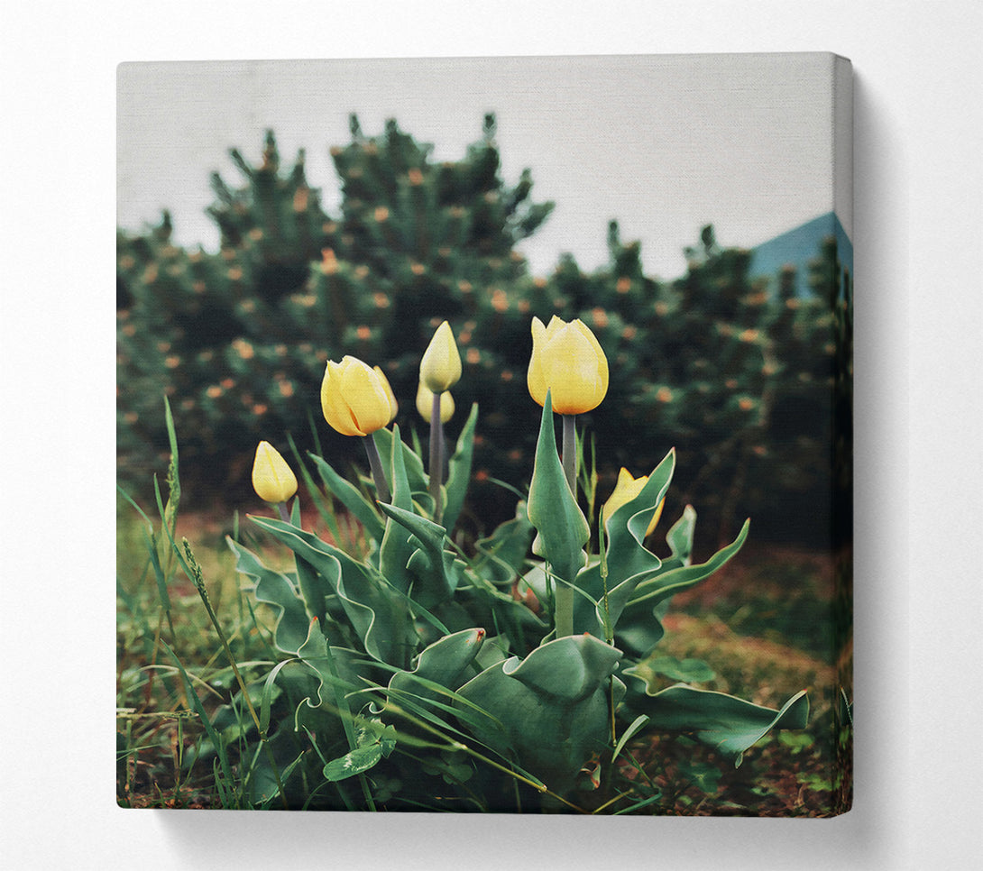  A Canvas Print of Golden Tulips Unfurling Canvas Wall Art