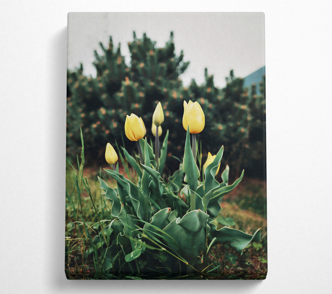  A Canvas Print of Golden Tulips Unfurling Canvas Wall Art