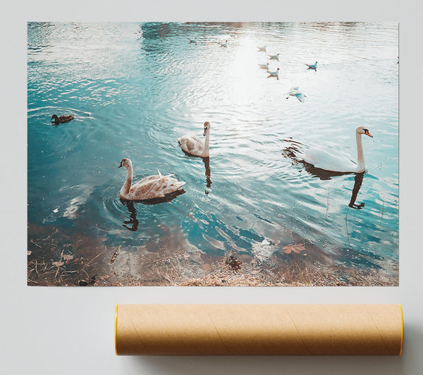 Azure Swan Serenity Giclee Print
